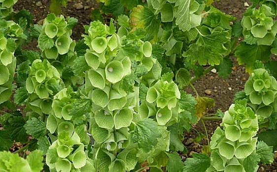 Recommended for your garden in the south of Spain: Molucella laevis