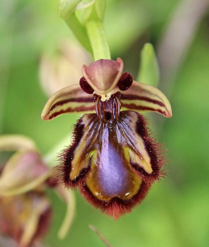 Serranía de Ronda village goes wild for orchids | Sur in English