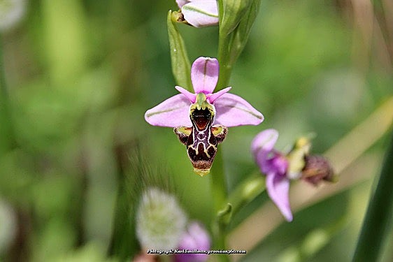 Serranía de Ronda village goes wild for orchids