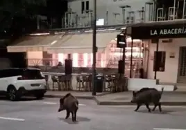 Wild boar filmed happily wandering through streets past shops and restaurants in Malaga city