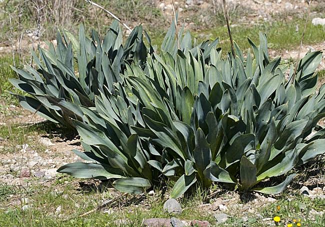 Drimia maritima foliage.