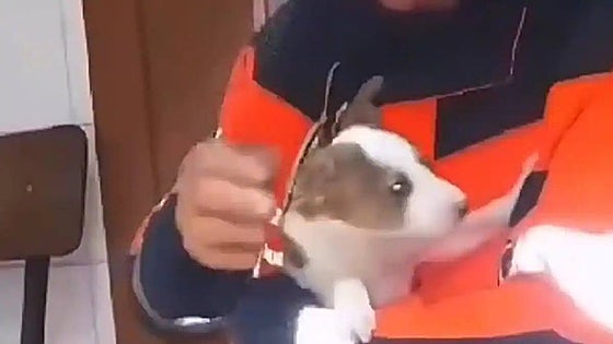This is the moment a puppy was rescued after spending three days trapped in ventilation duct on the Costa del Sol