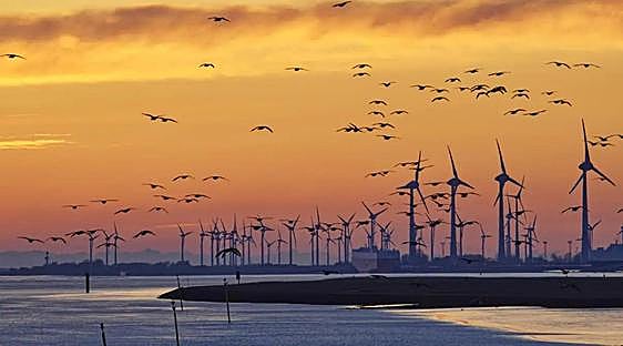 The Spanish artificial intelligence that protects birds from wind farms