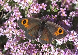 Erebia from Sierra Nevada in a bed of small flowers. A wonderful cocktail of colours.