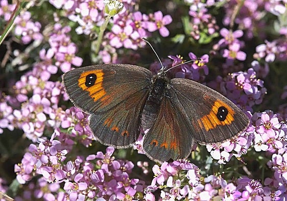 In pictures, the man who photographs butterflies in Granada's Sierra Nevada