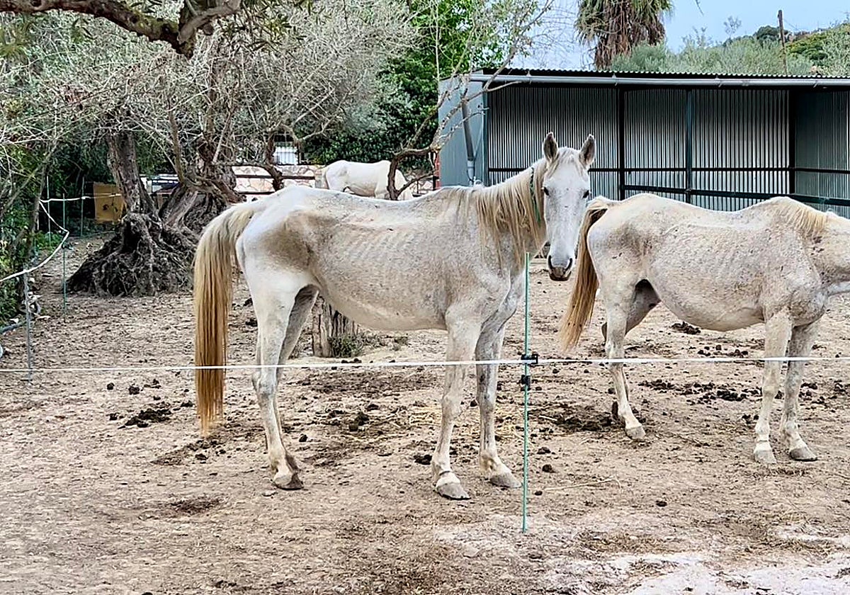 The remaining three mares are making progress at the rescue centre.