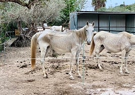 The remaining three mares are making progress at the rescue centre.