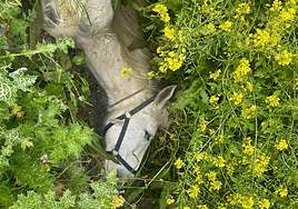 The horse lying trapped in the ditch.