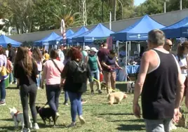Pet owners enjoy a previous dog day event.