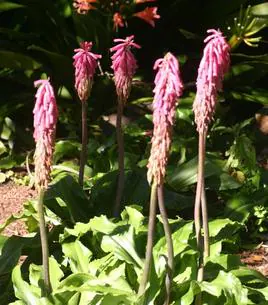 Veltheimia bracteata.