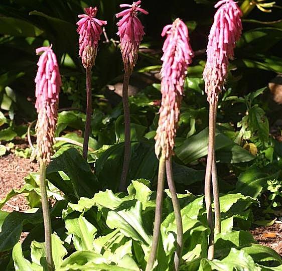 Recommended for your garden in the south of Spain: Veltheimia bracteata