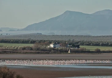The arrival of the flamingos to the lagoon in February after the first rains.