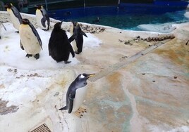 King penguin breeding at the Benalmádena penguinarium