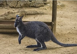The Bennett's wallaby.