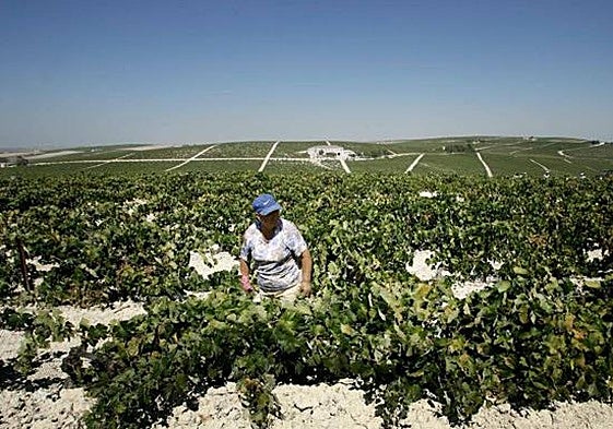 Farming boost in Andalucía: Junta to provide 500-million-euro aid 'lifeline' to region's agricultural sector