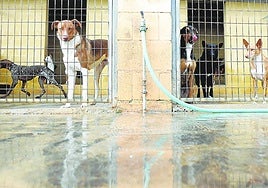 Abandoned dogs in the kennels of the Protectra de Animales de Málaga.