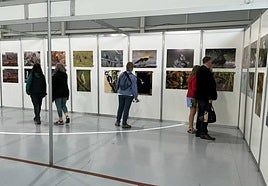 International birders flock to Ronda village for Andalucía festival