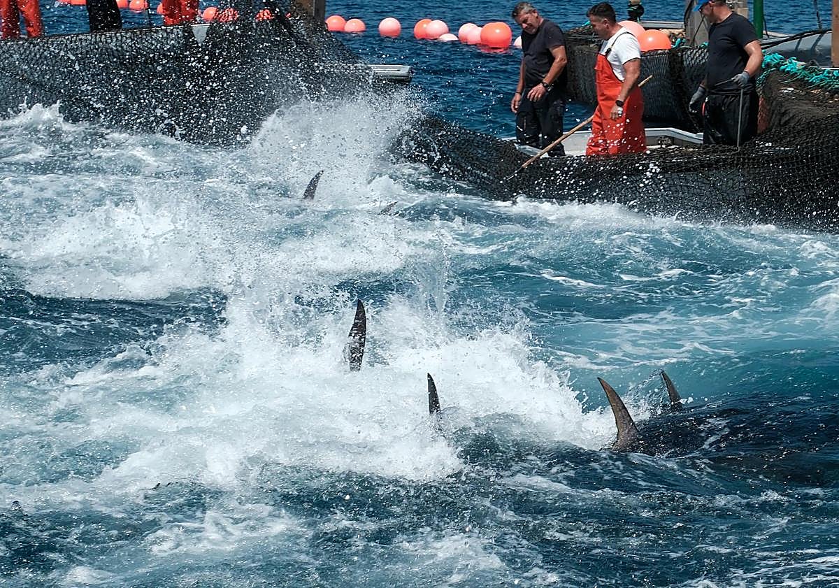 Imagen principal - Tuna fishing season using a technique thousands of years old opens in Spain with some of those landed on first day weighing close to 400 kilos