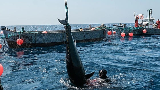 Tuna fishing season using a technique thousands of years old opens in Spain with some of those landed on first day weighing close to 400 kilos