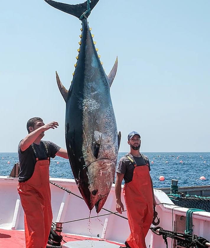 Imagen secundaria 2 - Tuna fishing season using a technique thousands of years old opens in Spain with some of those landed on first day weighing close to 400 kilos