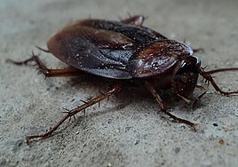 Chemical-resistant cockroaches are invading Andalucía.