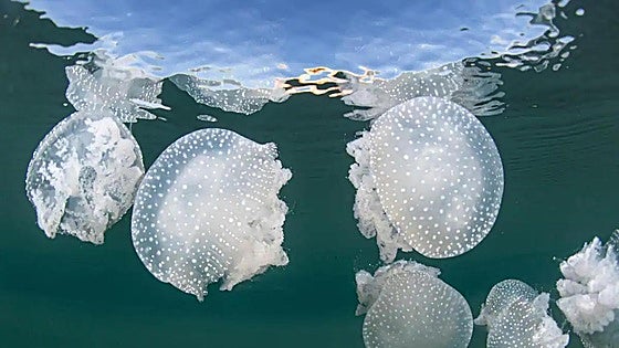 Jellyfish get a head start on their summer invasion of the shores in Spain, and these are the reasons why