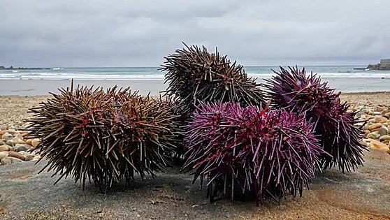 The sea urchin, a new ally in the fight to stop the invasion of Asian seaweed on the beaches of southern Spain