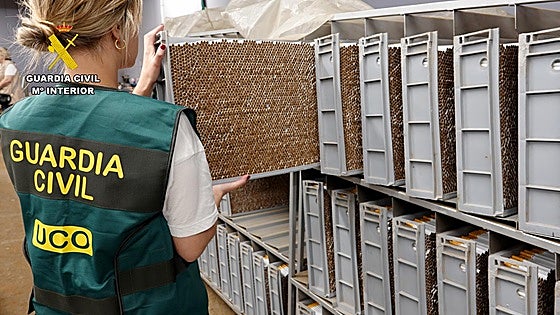 Six million counterfeit cigarettes seized and arrests made in Malaga town following raid on two illegal tobacco factories