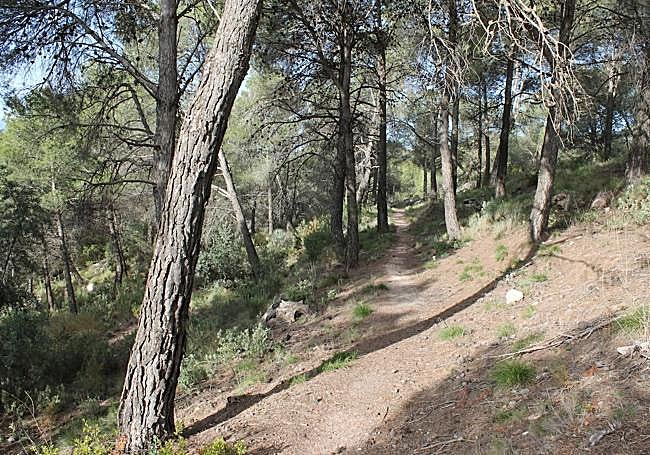 More than half of the walk is through a dense pine forest.