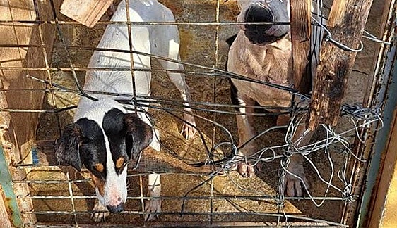 Animal rescue groups in Granada town denounce state of municipal dog shelter
