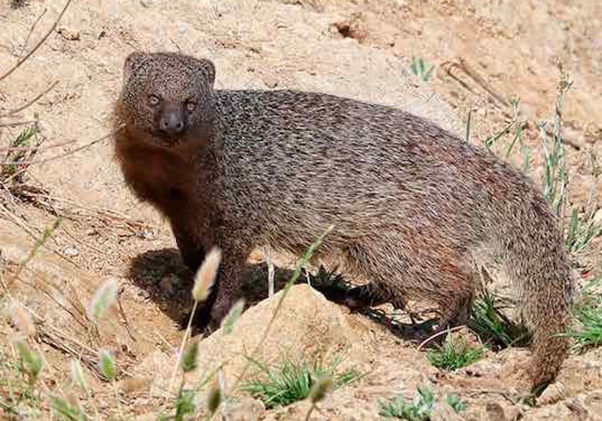 Hunting of mongoose to be allowed in south of Spain if damage to farms or game reserves can be proved