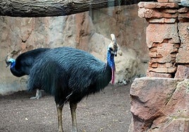 The most dangerous 'prehistoric' bird in the world that can be seen on the Costa del Sol