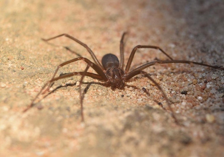 Expert warns that the violin spider is in Andalucía: 'The bites take ...