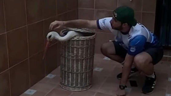 Video: This is the moment a disorientated stork was carefully captured in the patio of a house in Spain before being safely released