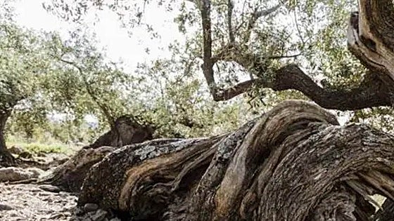 Malaga province olive trees no longer in the running for Unesco World Heritage recognition