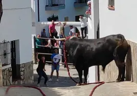 Bull run event in Spain leaves two people injured, one hospitalised in a serious condition