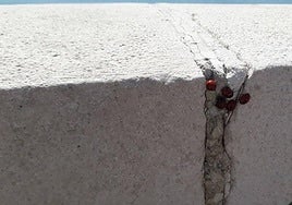 A loveliness of ladybirds on Huelin promenade in Malaga city.
