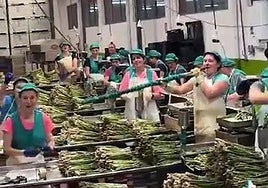 Watch as Malaga asparagus packers work while belting out lyrics to popular Spanish song