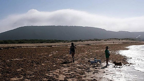 Asian algae continue to invade the beaches of Cadiz: what was once a bothersome problem is now an out-and-out catastrophe