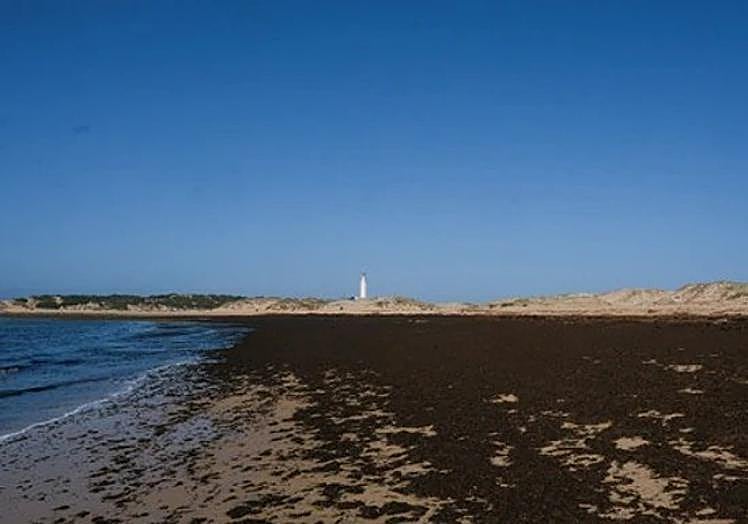 Shore full of Asian seaweed