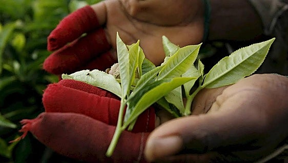 Europe's first organic tea plantation is in Spain