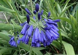 Agapanthus inapertus.