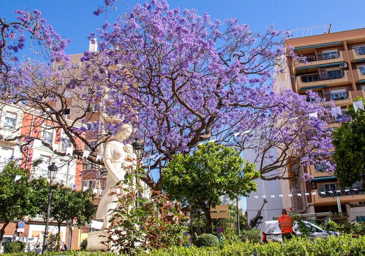 Jacarandas in the Jardín de los Monos.