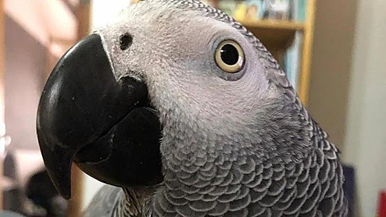 Looking for Patxi: 1,000-euro reward offered for lost parrot in Spain