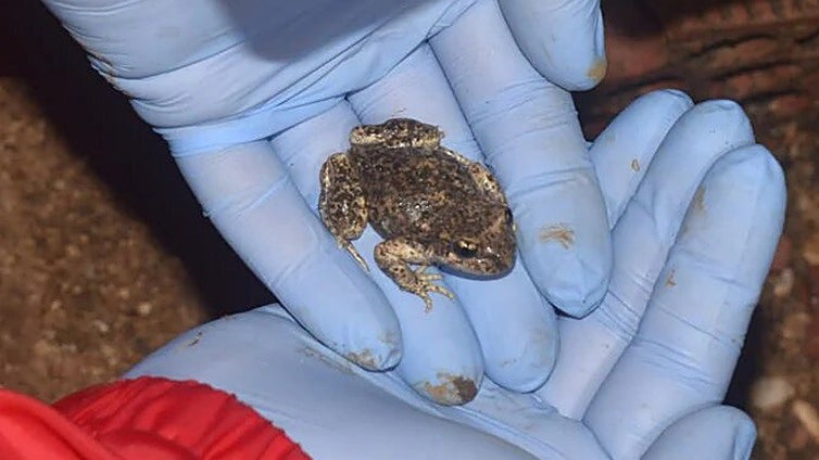 Almost three decades marked since the discovery of Iberian midwife toad, an amphibian species unique to the Axarquia in Malaga province