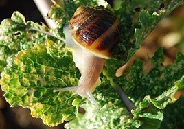 Andalucía imports 5,000 tonnes of snails from Morocco to help meet increasing demand