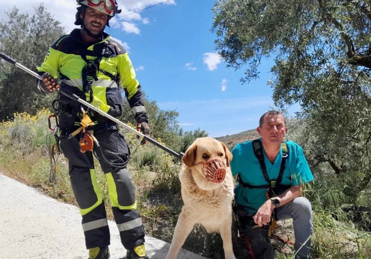 The dog after being rescued in Colmenar.