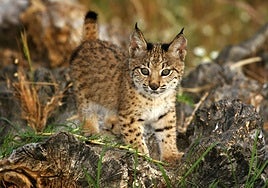 One of the 722 lynx cubs born last year in Spain and Portugal.