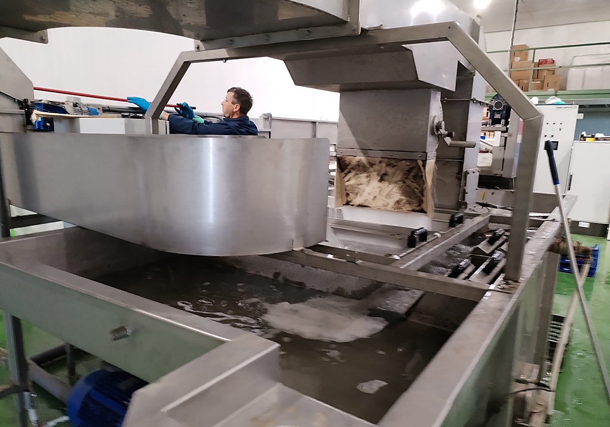 Imagen principal - Picota processing.