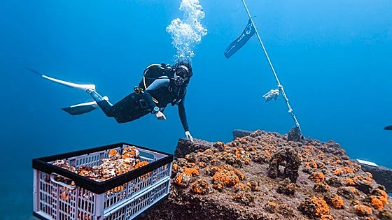Pioneering project to repopulate Costa del Sol cliff area with threatened coral launched